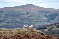 Sugar Loaf and Sheep, Sugar Loaf Mountain (Wales) photo