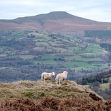 Sugar Loaf and Sheep, Sugar Loaf Mountain (Wales)