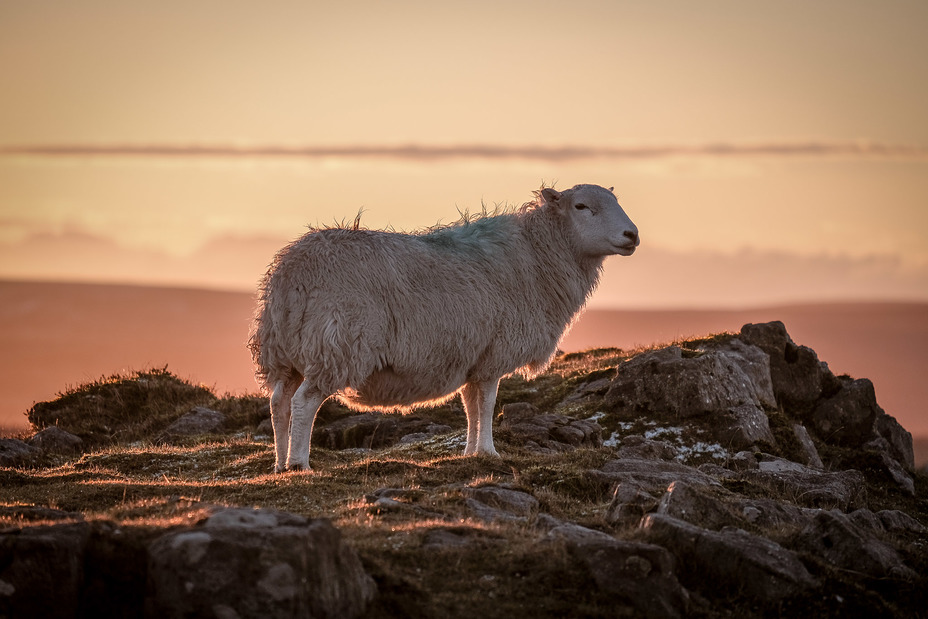 Welsh sheep, The Blorenge