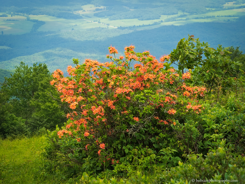 Gregory Bald in June