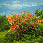 Gregory Bald in June