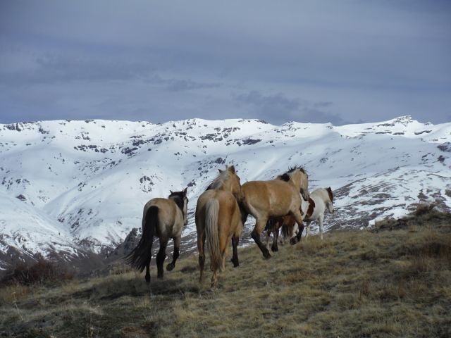 horses in the sierra nevada, Mulhacen