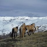 horses in the sierra nevada, Mulhacen