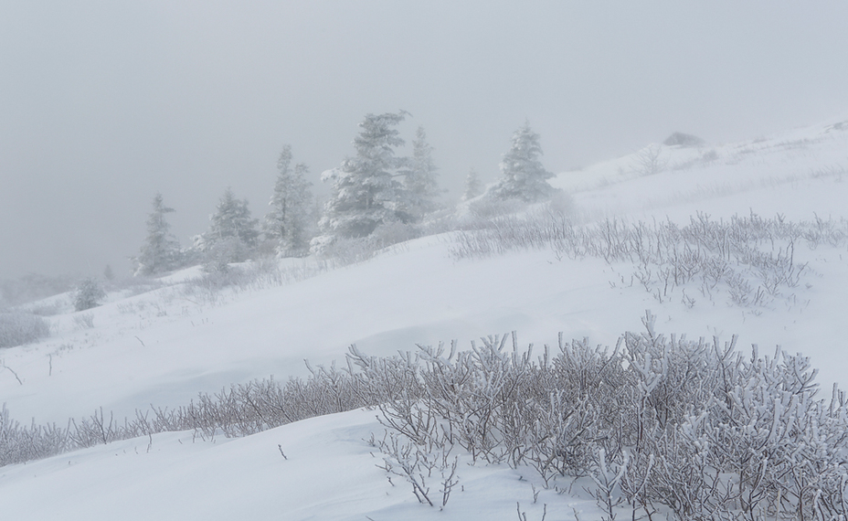 Winter White at Roan Mountain, Roan High Knob