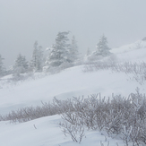 Winter White at Roan Mountain, Roan High Knob