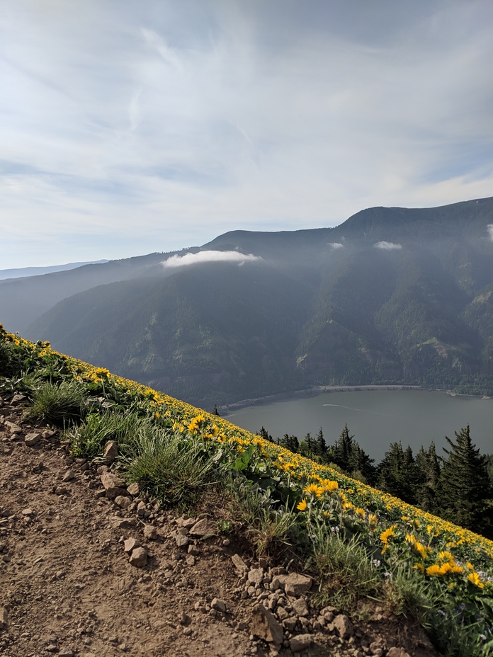 Spring flowers have arrived!, Dog Mountain