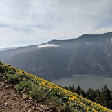 Spring flowers have arrived!, Dog Mountain