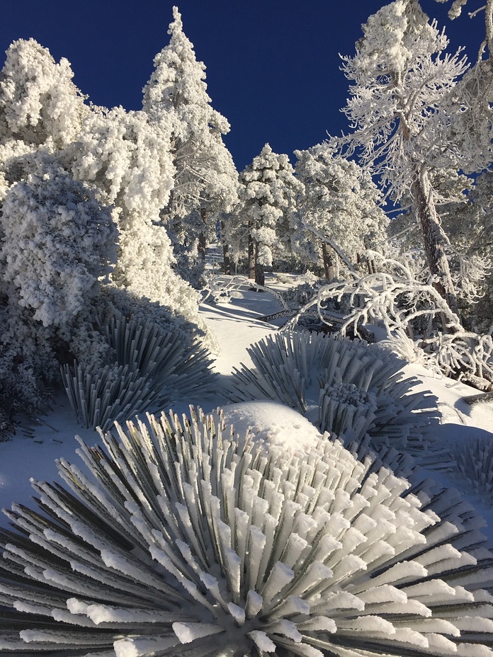 Best winter ever!, Mount San Antonio