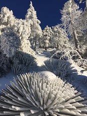 Best winter ever!, Mount San Antonio photo