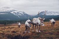 Cairngorm photo