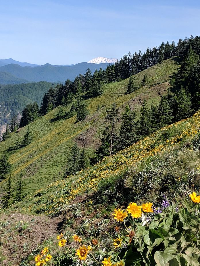 Last days of spring flowers, Dog Mountain