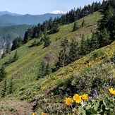 Last days of spring flowers, Dog Mountain