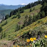 Last spring flowers, Dog Mountain