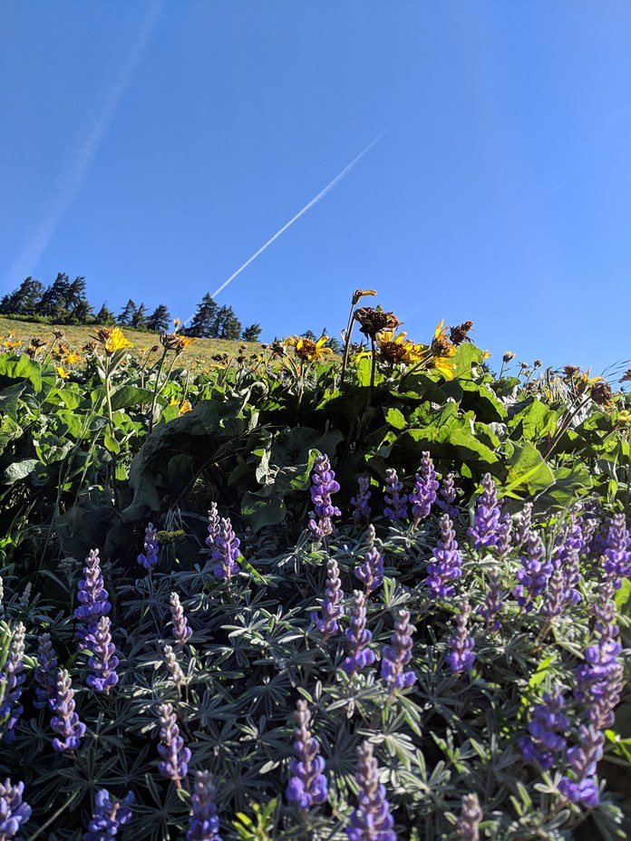 Lupines on the summit approach, Dog Mountain