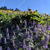 Lupines on the summit approach, Dog Mountain