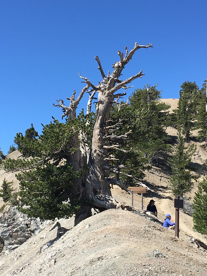 1500 year old tree, Mount Baden-Powell