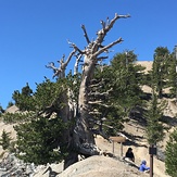 1500 year old tree, Mount Baden-Powell