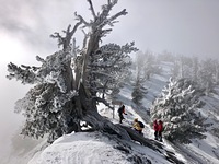 1500 year old tree, Mount Baden-Powell photo