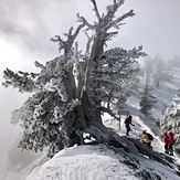 1500 year old tree, Mount Baden-Powell