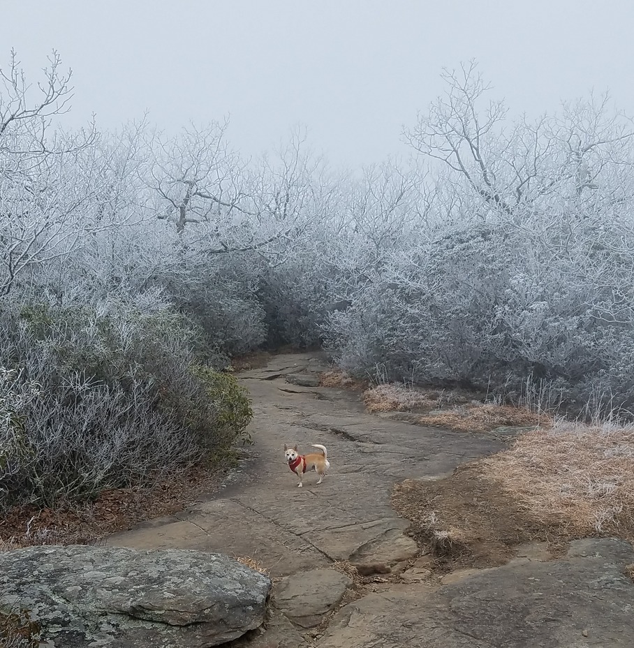 Rock Outcrop near Blood Mountain Summit