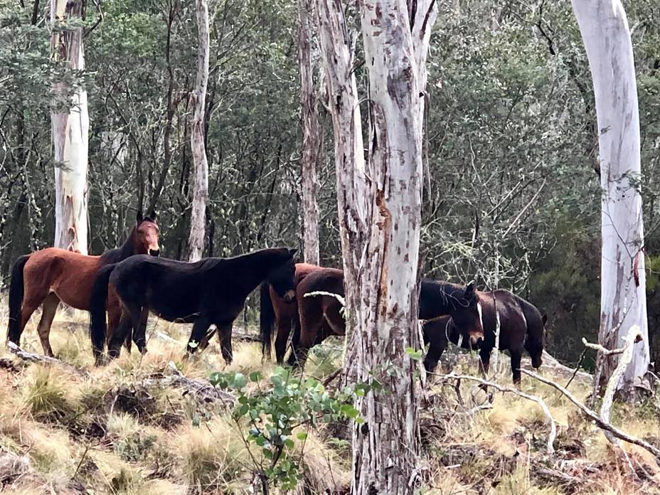 Barrington Wild Horses, Barrington Tops