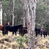 Barrington Wild Horses, Barrington Tops