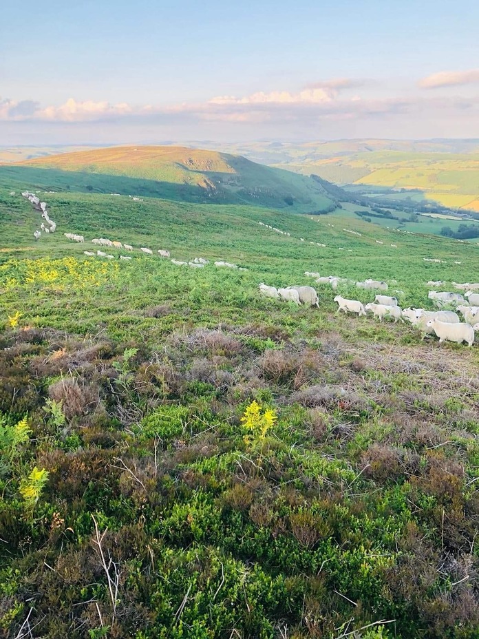 Beacon Hill, Powys