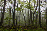 Road view, Spruce Knob photo