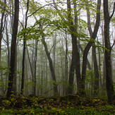 Road view, Spruce Knob