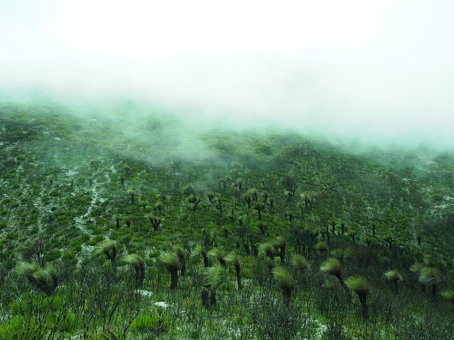 Blow My Xanthorrhoea, Bluff Knoll