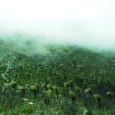 Blow My Xanthorrhoea, Bluff Knoll