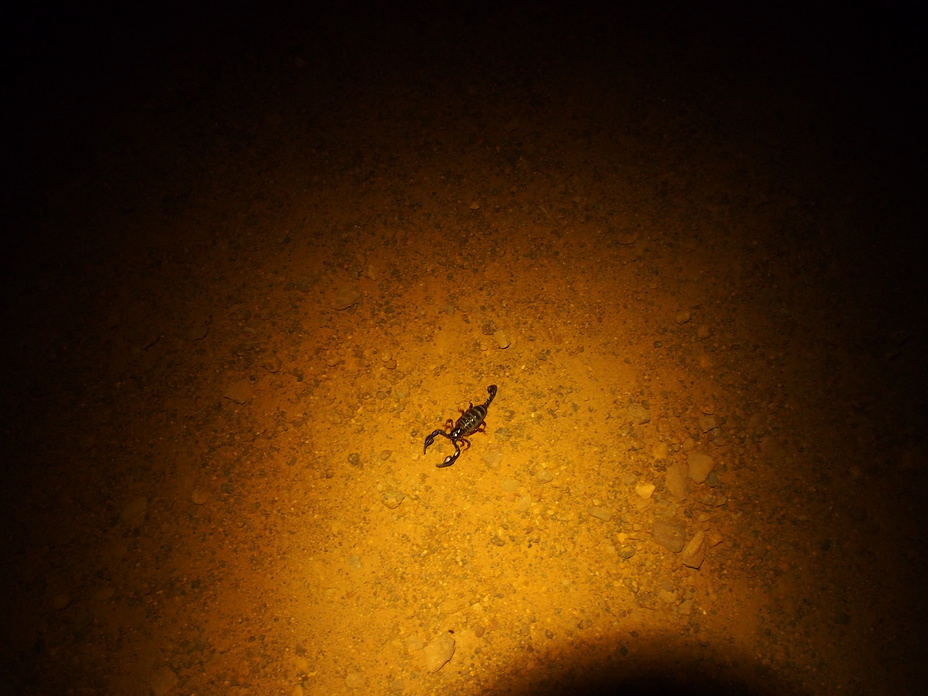 Toe Bitter, Bluff Knoll