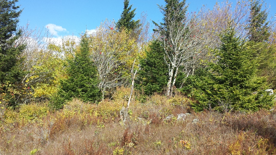 North of the big rocks, Spruce Knob