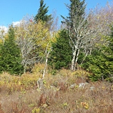 North of the big rocks, Spruce Knob