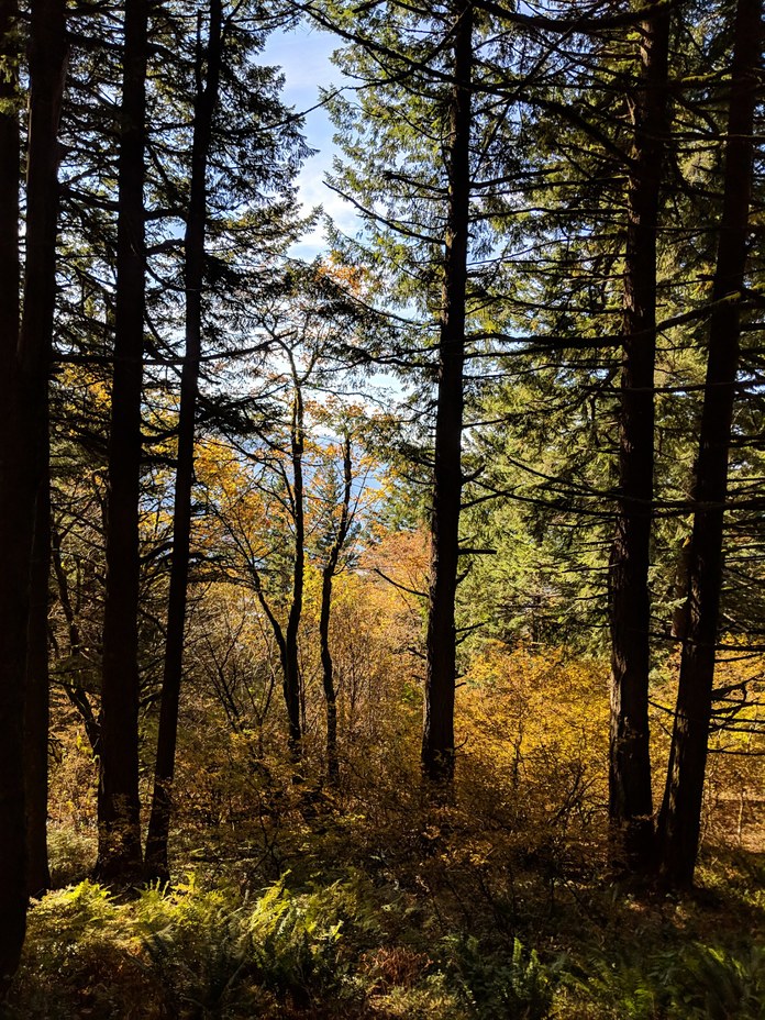 Fall Colors, Dog Mountain