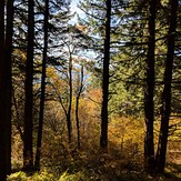 Fall Colors, Dog Mountain