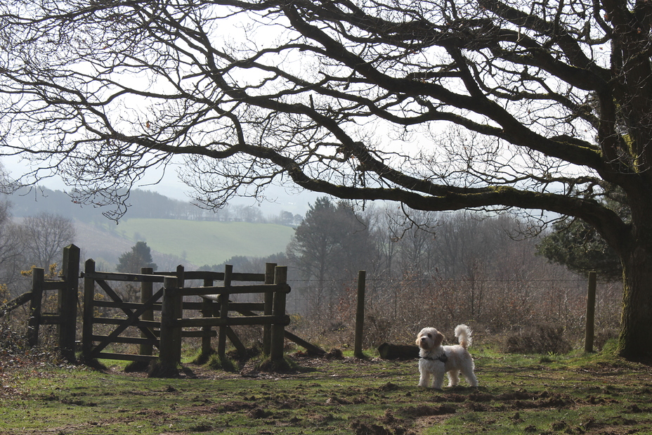 Kinver Edge weather