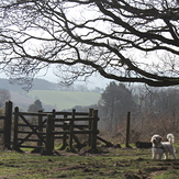 Kinver Edge