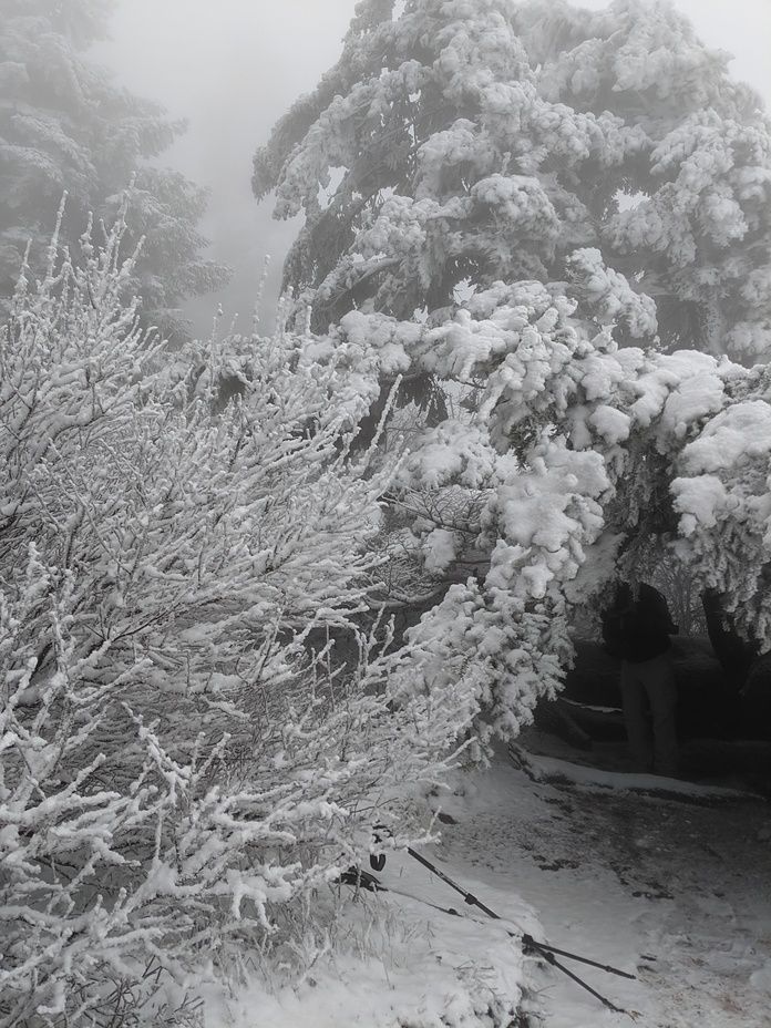 Beautiful white trees, Dog Mountain