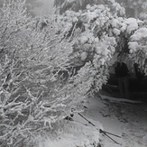 Beautiful white trees, Dog Mountain