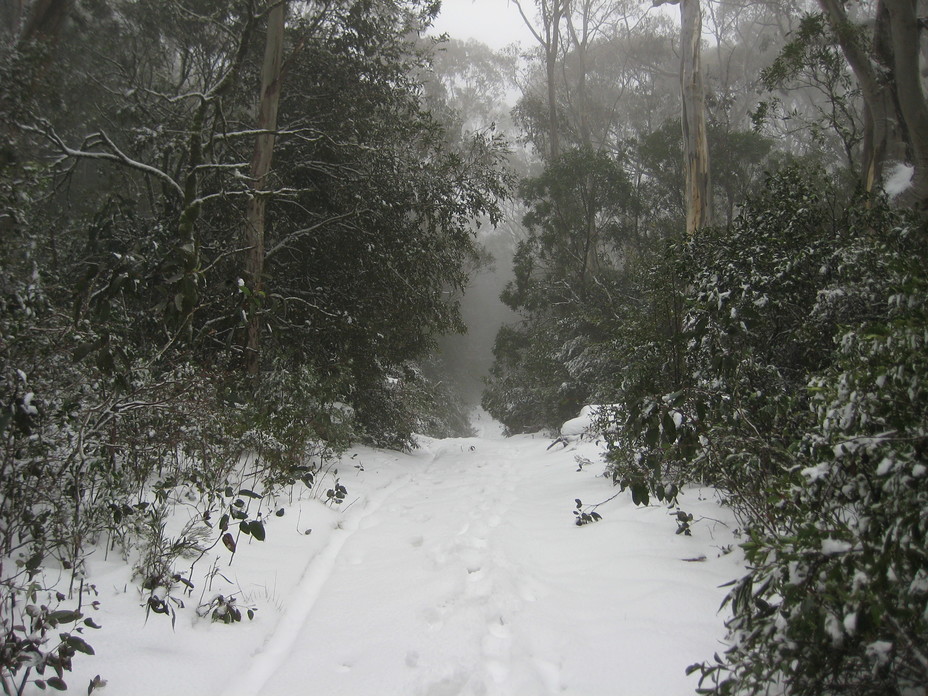 Link Trail, Barrington Tops