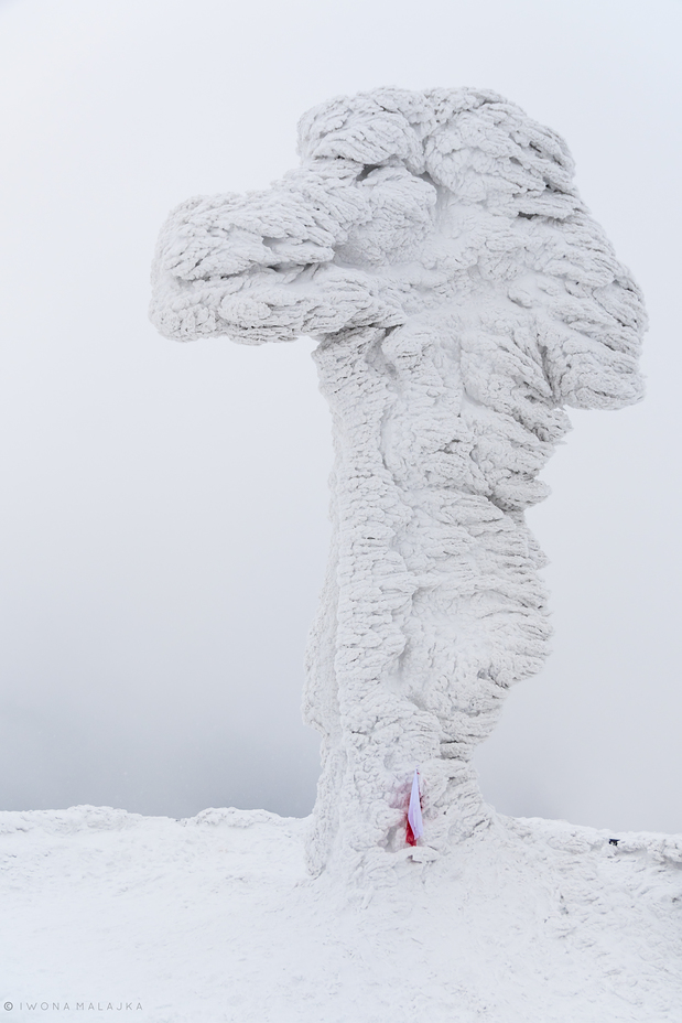 Tarnica in winter