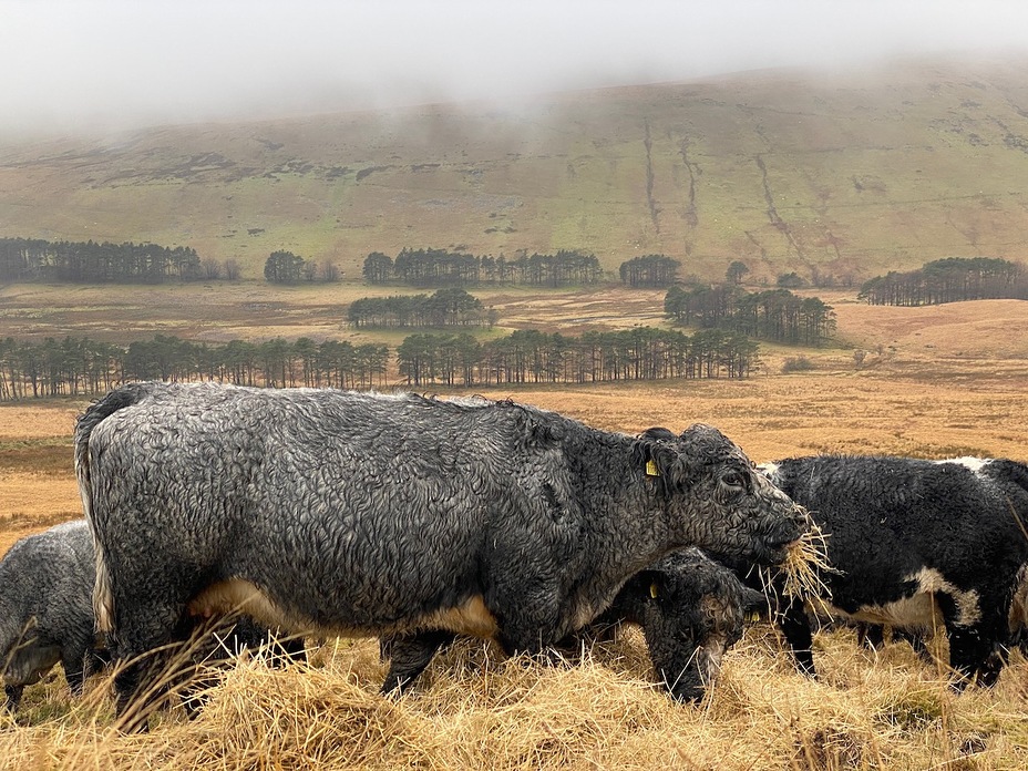 Cattle grazing above Neuadd Reservoir, Fan y Big