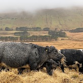 Cattle grazing above Neuadd Reservoir, Fan y Big