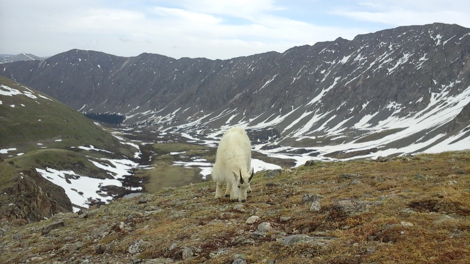 Mountain Goat on Grays Peak