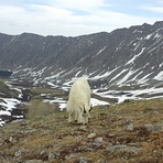 Mountain Goat on Grays Peak