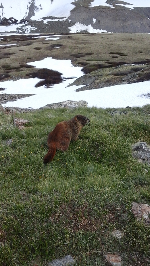 Marmot on Grays Peak