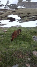 Marmot on Grays Peak photo