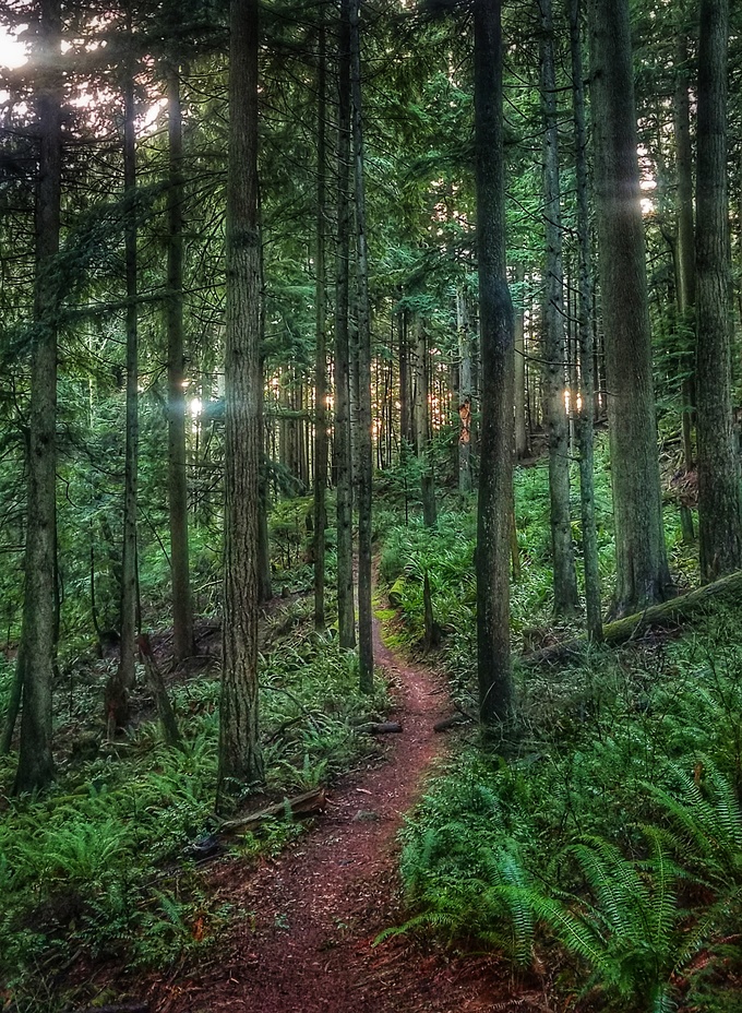 Old Grizzly trail, Squak Mountain