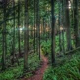 Old Grizzly trail, Squak Mountain